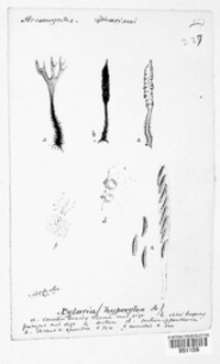 Xylaria hypoxylon image
